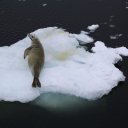 antarctica-oceanwide-expeditions-141