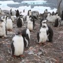 antarctica-oceanwide-expeditions-161
