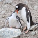 antarctica-oceanwide-expeditions-226