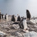 antarctica-oceanwide-expeditions-234