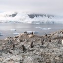 antarctica-oceanwide-expeditions-237