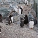 antarctica-oceanwide-expeditions-254