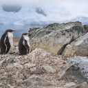 antarctica-oceanwide-expeditions-259