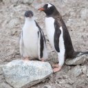 antarctica-oceanwide-expeditions-31