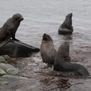 antarctica-oceanwide-expeditions-59