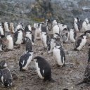 antarctica-oceanwide-expeditions-61