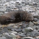 antarctica-oceanwide-expeditions-63