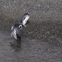 penguins-beagle-channel