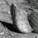 opuntia-cactus-leaf