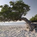 aruba-caribbean-10