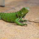 aruba-caribbean-10_0