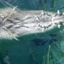 cage-death-crocosaurus-2