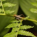 daintree-rainforest-16