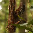 daintree-rainforest-4