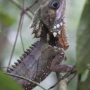 daintree-rainforest-5