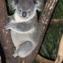 Koala in sanctuary outside of Brisbane