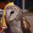 Young-Owl-Scenic-Point-Blue-Mountains