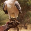 raptor-domain-kangaroo-island