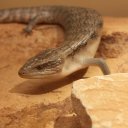 reptile-center-alice-springs-1