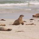 seal-kangaroo-island