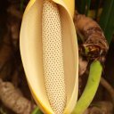 Beautiful-flower-Sydney-Royal-Botanical-Gardens