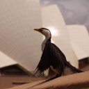 Bird-with-Sydney-Opera-House-as-the-backdrop