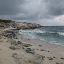 Stanley-Cay-Bahamas-Swimming-Pigs-17