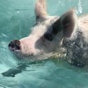Stanley-Cay-Bahamas-Swimming-Pigs-25