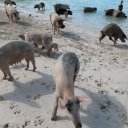 Stanley-Cay-Bahamas-Swimming-Pigs-27