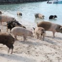 Stanley-Cay-Bahamas-Swimming-Pigs-28