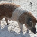 Stanley-Cay-Bahamas-Swimming-Pigs-29