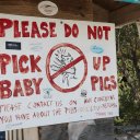 Stanley-Cay-Bahamas-Swimming-Pigs-30
