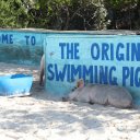 Stanley-Cay-Bahamas-Swimming-Pigs-31
