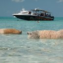 Stanley-Cay-Bahamas-Swimming-Pigs-32