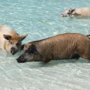 Stanley-Cay-Bahamas-Swimming-Pigs-34