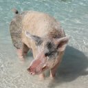 Stanley-Cay-Bahamas-Swimming-Pigs-36