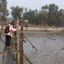 Rickety dock in the Sundarbans