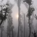 The eerie mists of the Sundarbans, southern Bangladesh