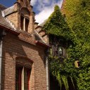 Picturesque ivy on Bruge buildings