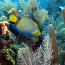 angelfish-belize