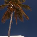 The quintessential palm tree