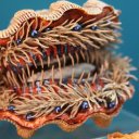 Awesome shell in the Bermuda Underwater Exploration Institute