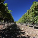blankiet-vineyard
