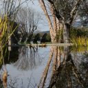 frogs-leap-winery-6