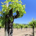 toffanelli-vineyard