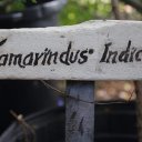 bonaire-caribbean-16