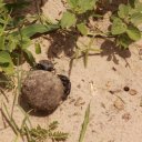 Dung Beetles