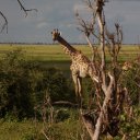 Solitary Giraffe