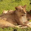 Lion Chobe National Park