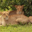 Pride of Lions